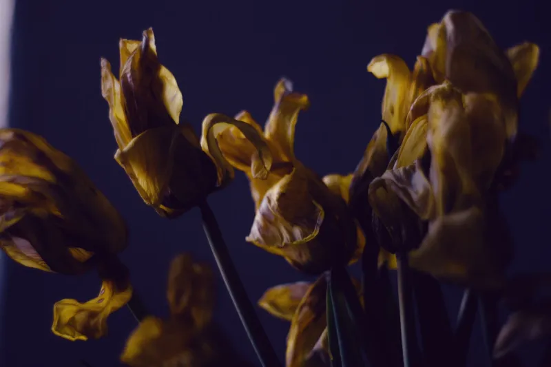 After the Last Petal Falls: How Elite Designers Are Studying Floral Decay to Elevate Their Craft