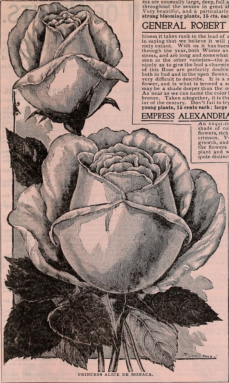 The Unexpected Canvas: Floral and Botanical Design in the Rooms You've Been Overlooking