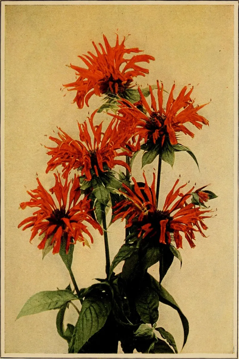 Growing Minds: How Flower Arranging Cultivates Design Intelligence in Children