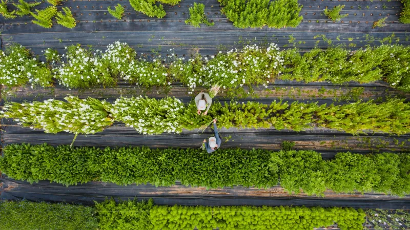 From the Ground Up: Why Provenance-Driven Florals Are Redefining Luxury Design in America